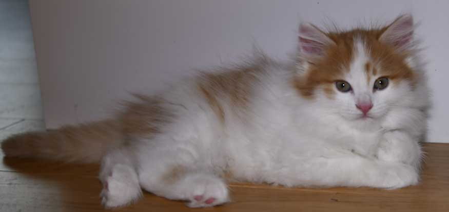 Sibirisk kattunge Elvis