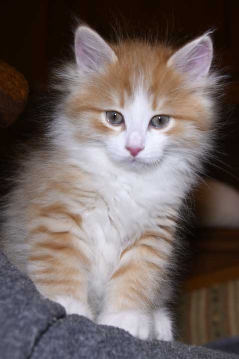 Sibirisk katt Einstein
