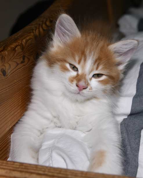 Sibirisk kattunge Edwin