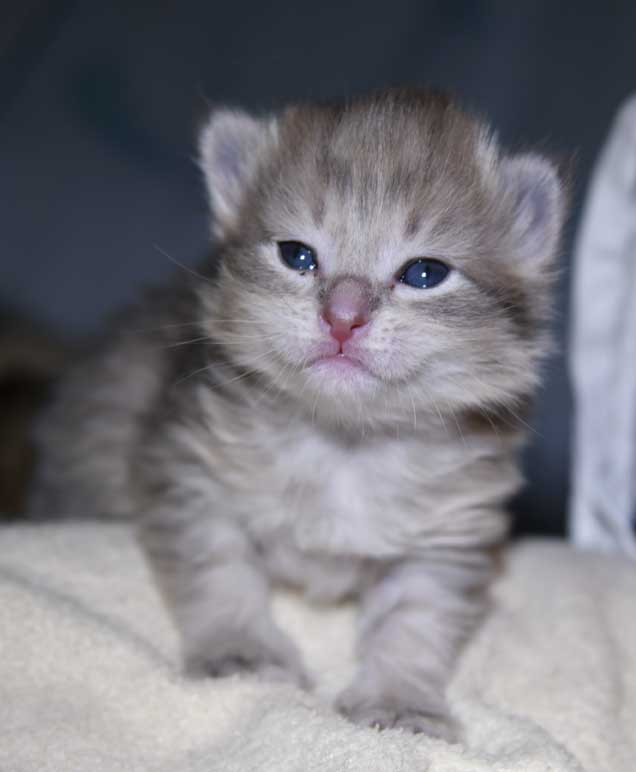 Sibirisk kattunge Fabiola