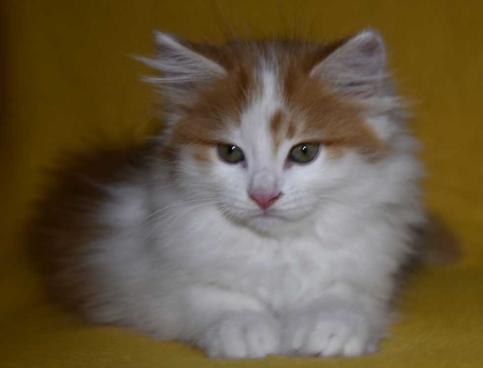 Sibirisk kattunge Elvis