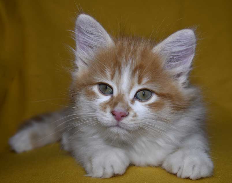 Sibirisk kattunge Edwin