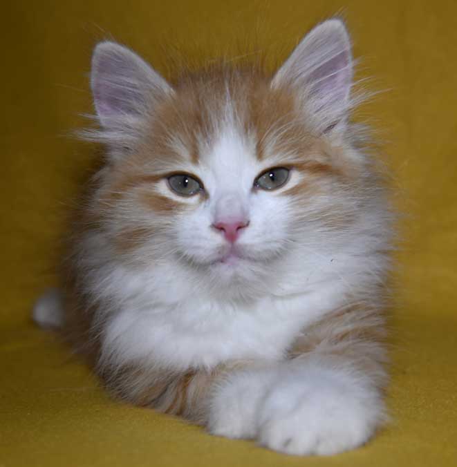 Sibirisk kattunge Einstein