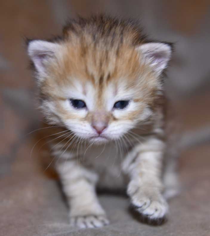Sibirisk kattunge Florentina