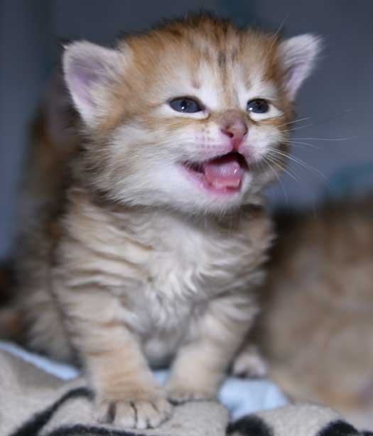 sibirisk kattunge Florentina