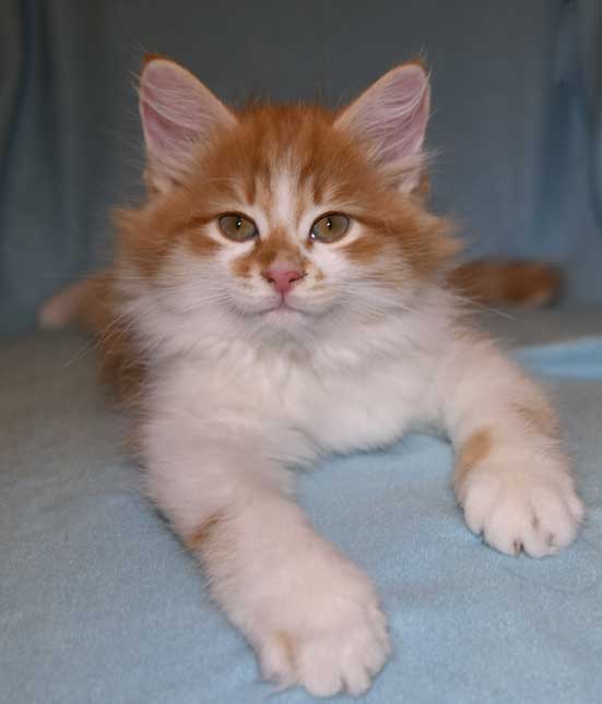 Sibirisk kattunge Edwin