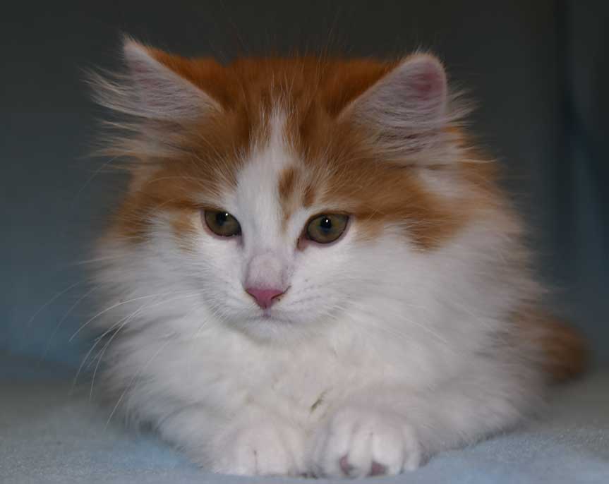 sibirisk kattunge Elvis