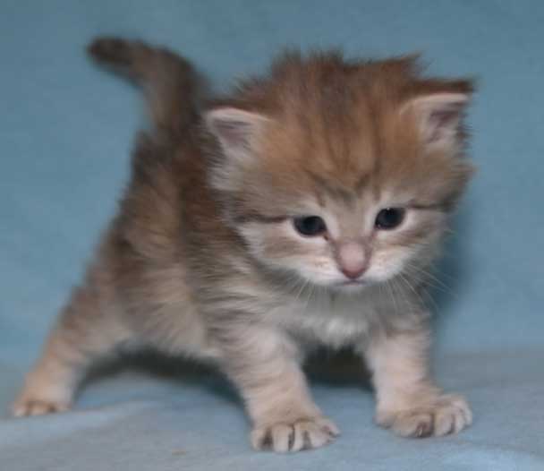 sibirisk kattunge Fabiola
