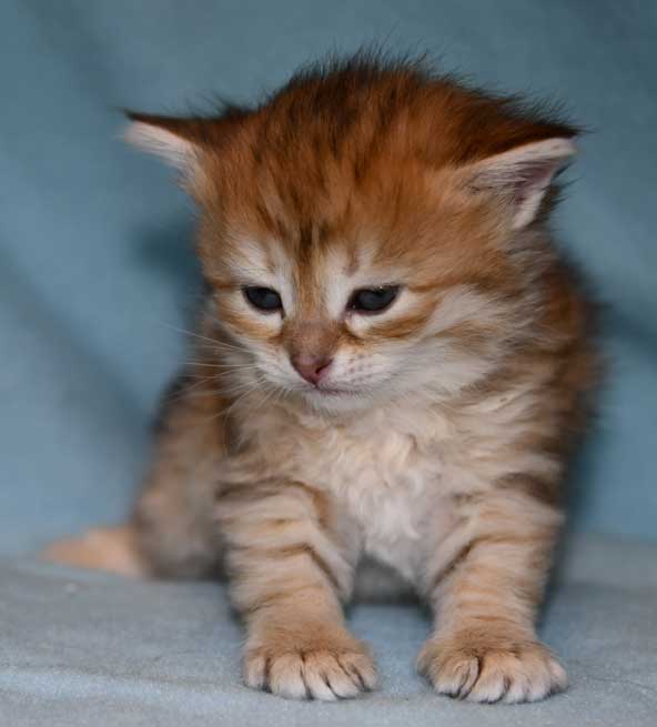 sibirisk kattunge Florentina