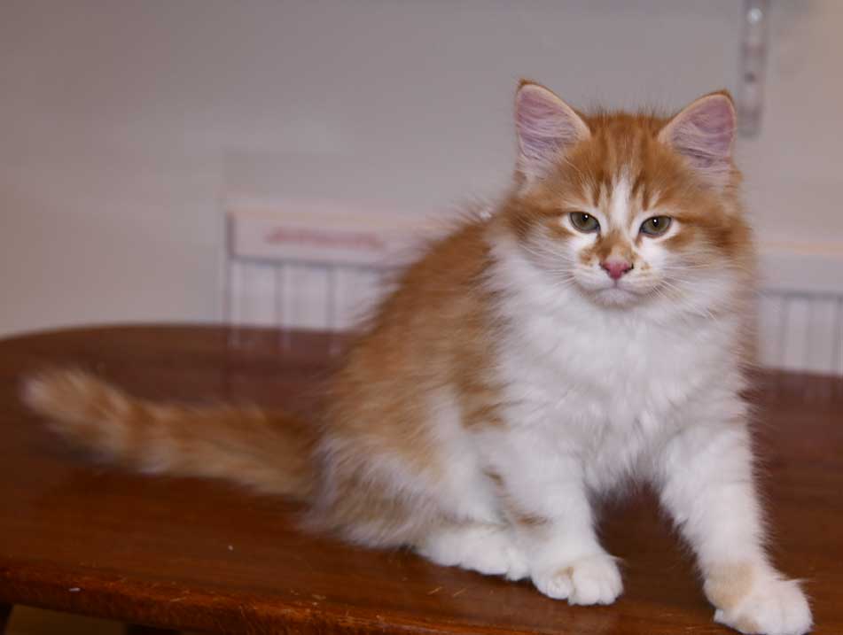 Sibirisk kattunge Edwin