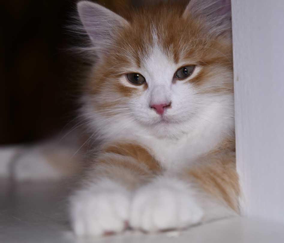 sibirisk kattunge Einstein
