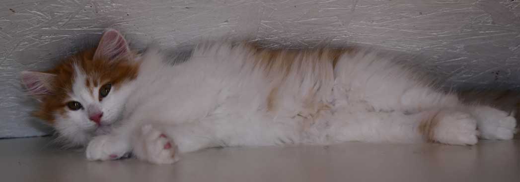 sibirisk kattunge Elvis
