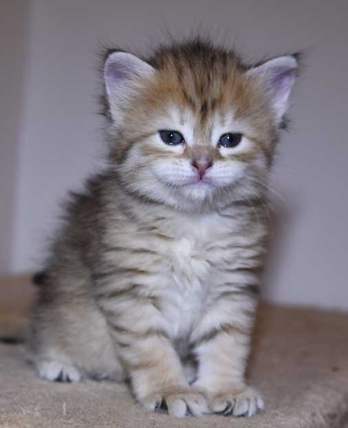 sibirisk kattunge Florentina