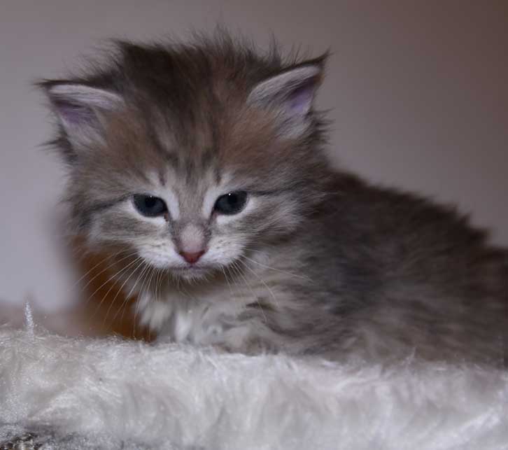 sibirisk kattunge Fabiola