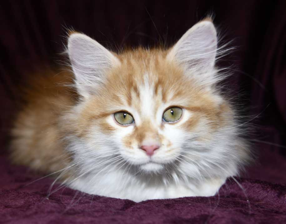 Sibirisk kattunge Edwin