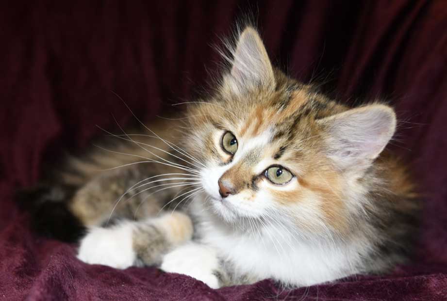 Sibirisk katt Ebella