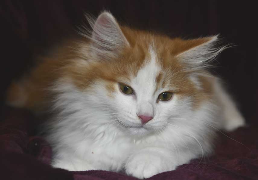 Sibirisk kattunge Elvis