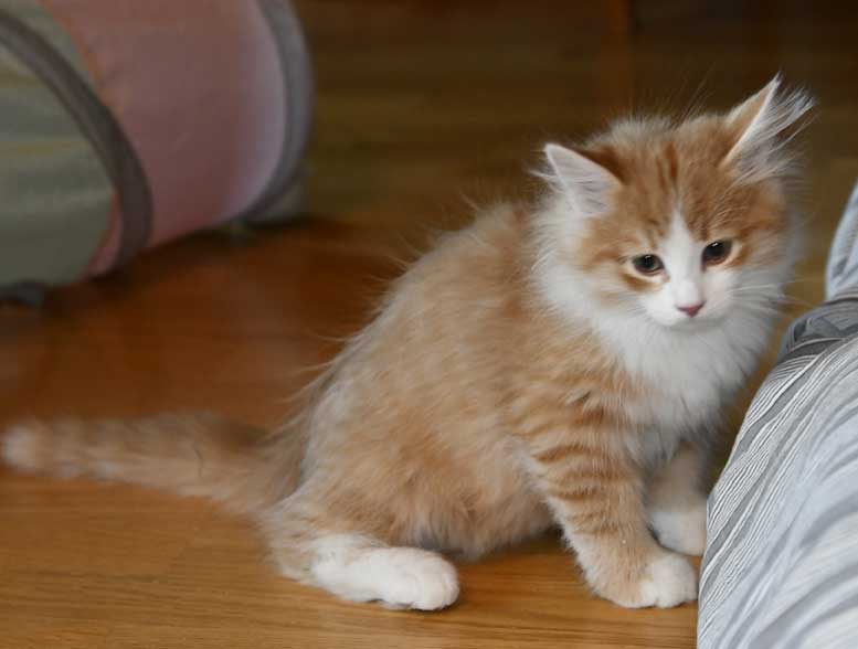 Sibirisk kattunge Einstein