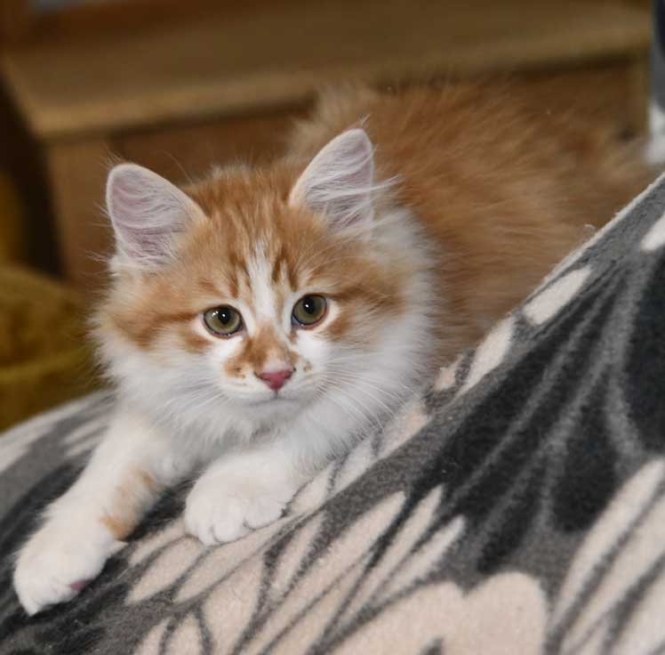 Sibirisk kattunge Edwin