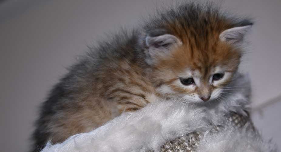 sibirisk kattunge Florentina