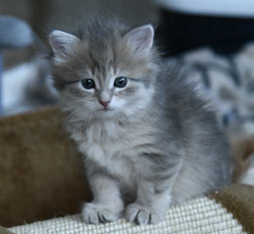 sibirisk kattunge Fabiola