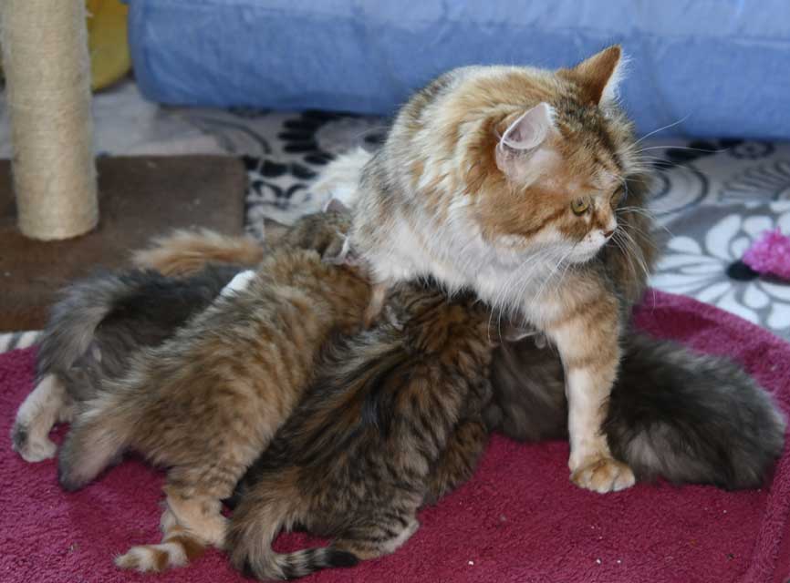 Sibiriska kattungar F3-kull