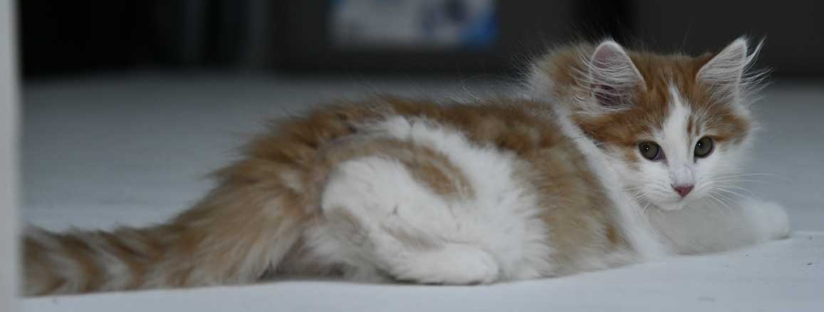 sibirisk katt Elvis