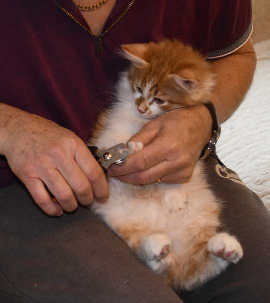 sibirisk kattunge Edwin