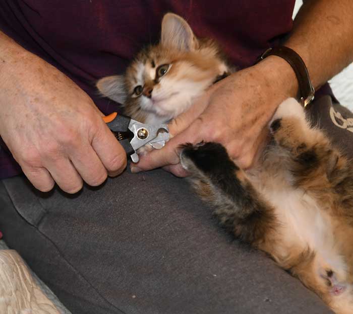 sibirisk kattunge Ebella