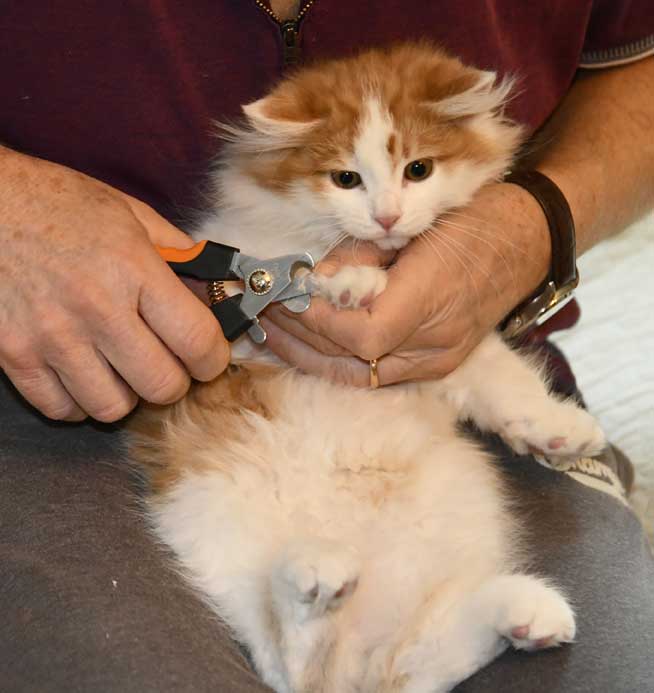 sibirisk kattunge Elvis
