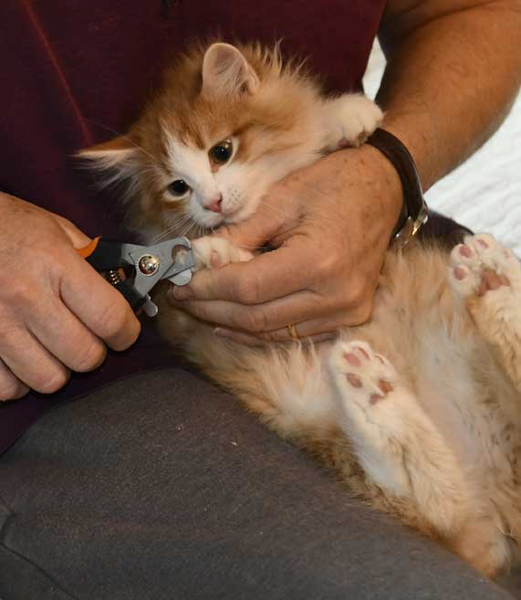 Sibirisk kattunge Einstein