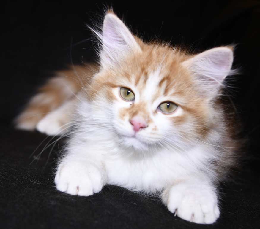 sibirisk kattunge Edwin