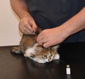 sibirisk kattunge Ebella