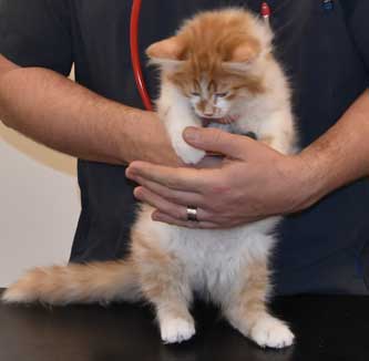 sibirisk kattunge Edwin