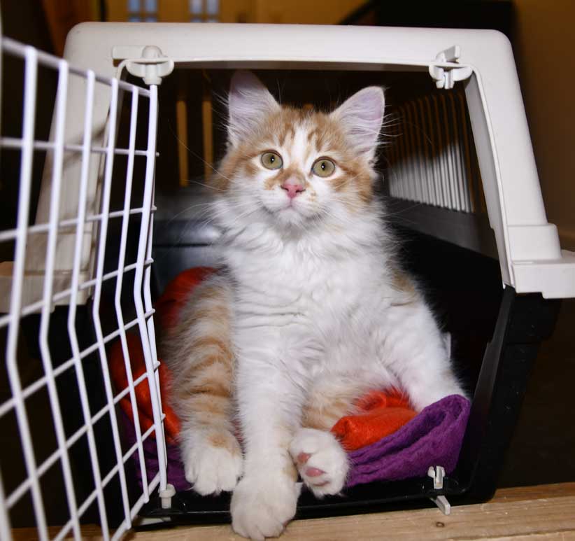 sibirisk kattunge Edwin