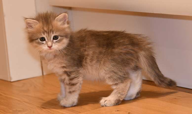 sibirisk kattunge Fabiols