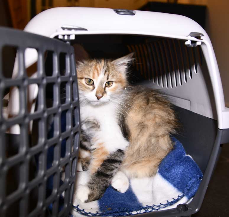 sibirisk kattunge Ebella