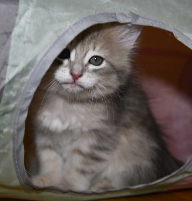 sibirisk kattunge Fabiola