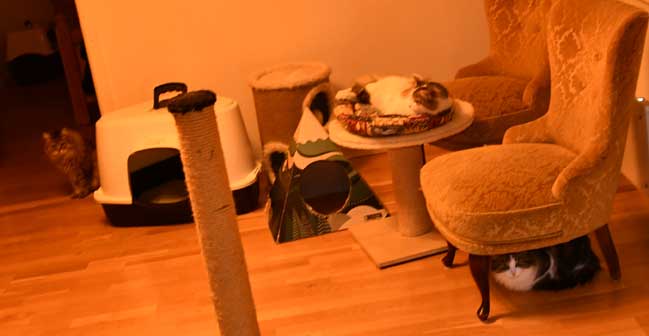 sibiriska katter Gabbie, Tracie och Vickie