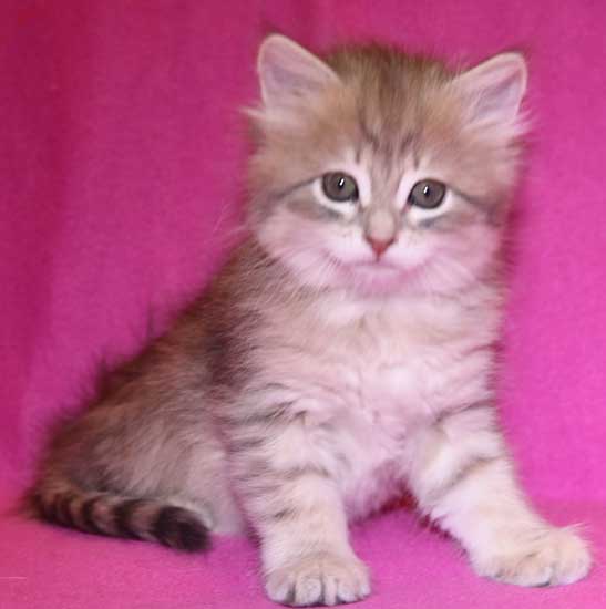 sibirisk kattunge Fabiola