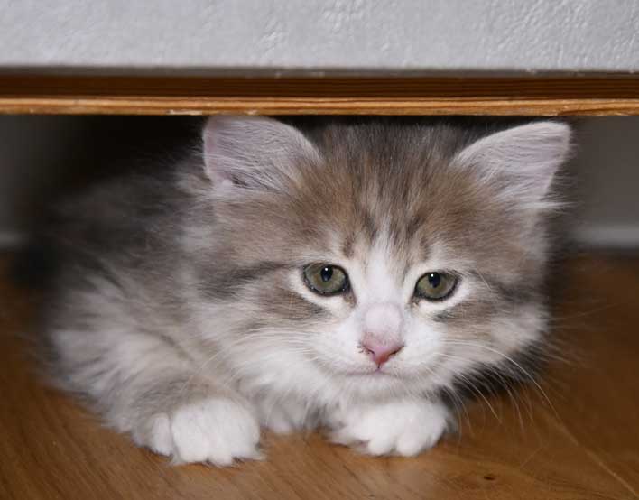 sibirisk kattunge Fantasia