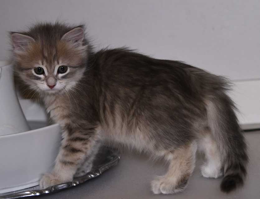 sibirisk kattunge Fabiola