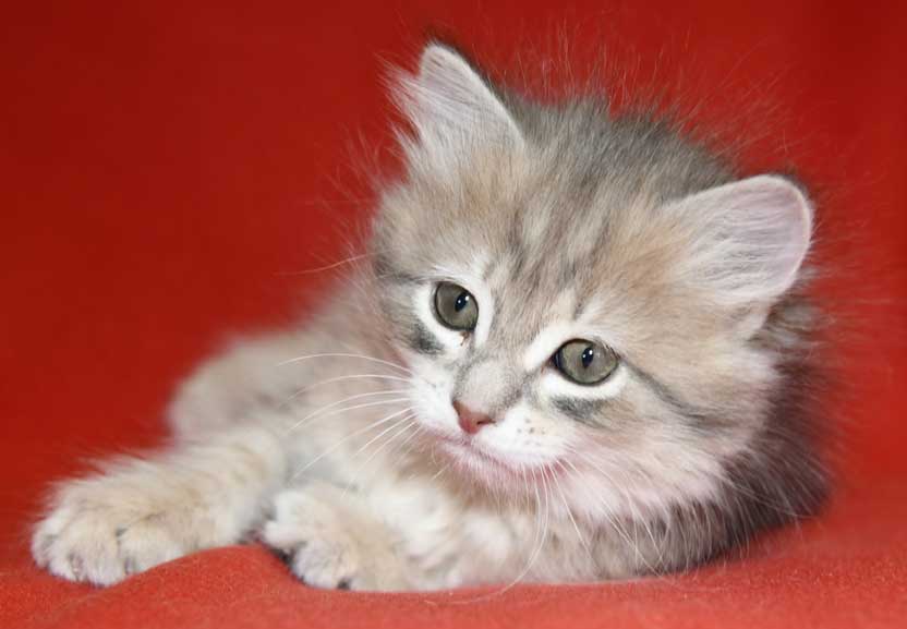 sibirisk kattunge Fabiola