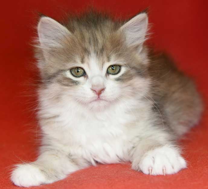 sibirisk kattunge Fantasia