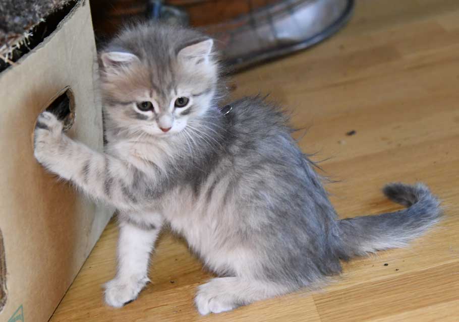 sibirisk kattunge Fabiola