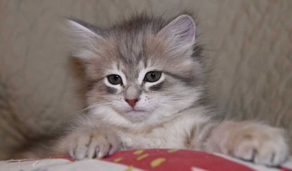 sibirisk kattunge Fabiola