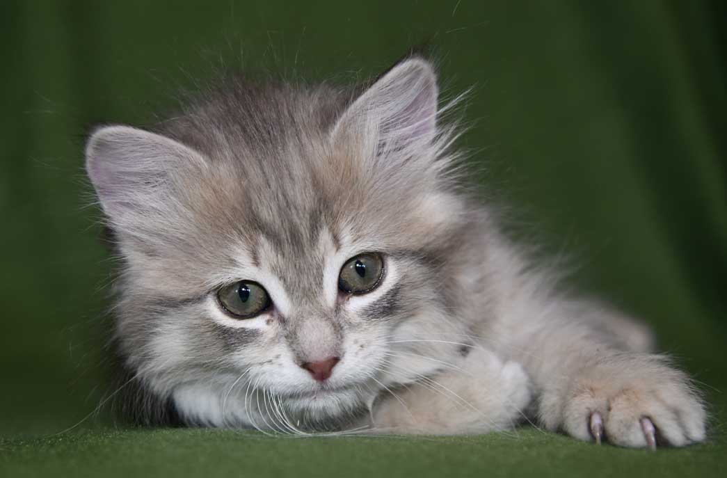 sibirisk kattunge Fabiola