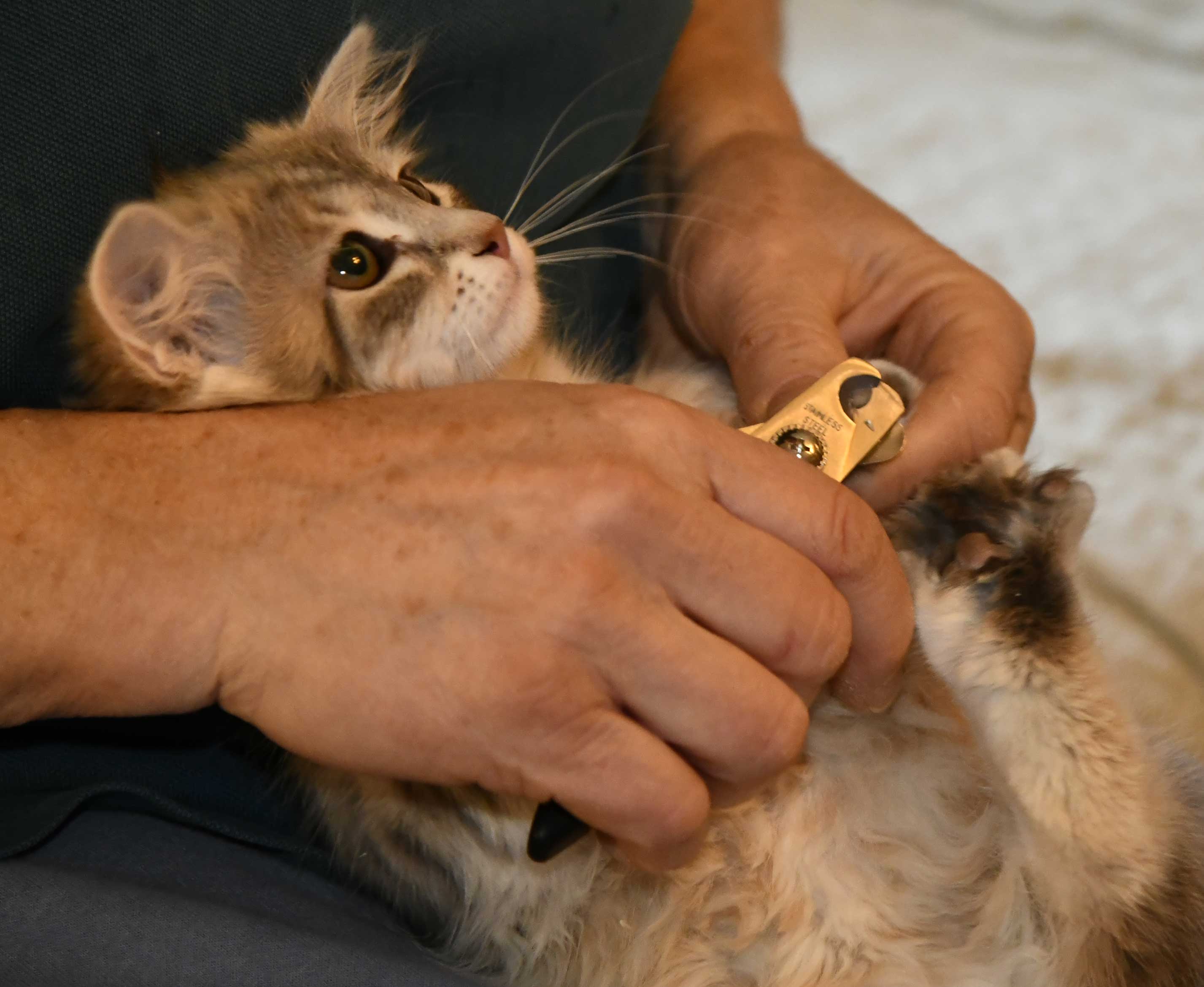 sibirisk kattunge Fabiola
