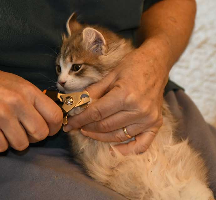 sibirisk kattunge Fantasia