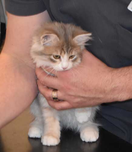 sibirisk kattunge Fantasia